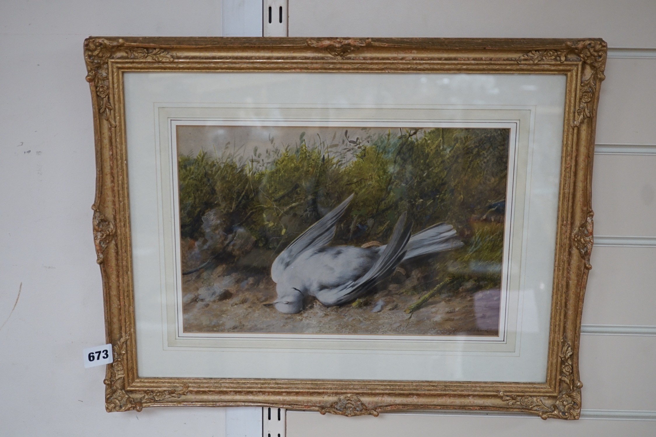 William Cruikshank (1849-1922), watercolour and gouache, Study of a dead bird, signed, 23 x 34cm